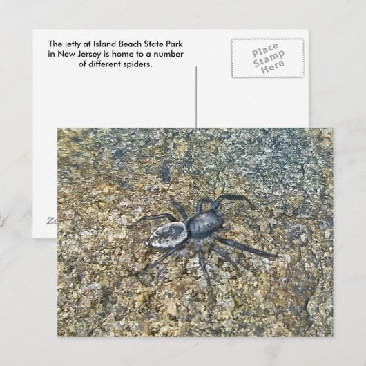 IBSP Jetty Spiderはがき ポストカード (正面/裏面)