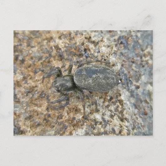 IBSP Jetty Spiderはがき ポストカード (正面)