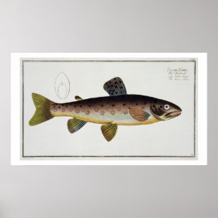 「ICからのブラウン・トラウト(Salmo Iasustris)のプレートXXIII ポスター
