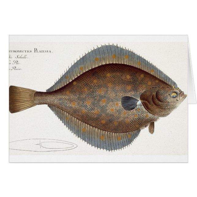 「ICからのPlaice (Pleuronectes Platessa)のプレートXLII (正面横)