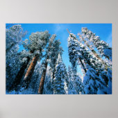Ice & Snow | Sequoia National Park, California ポスター (正面)
