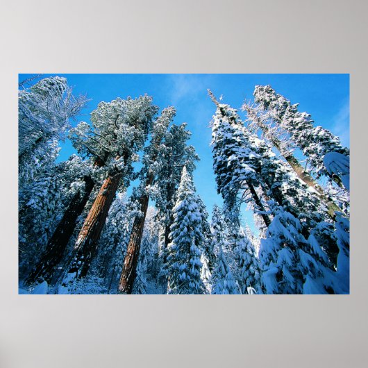 Ice & Snow | Sequoia National Park, California ポスター (正面)