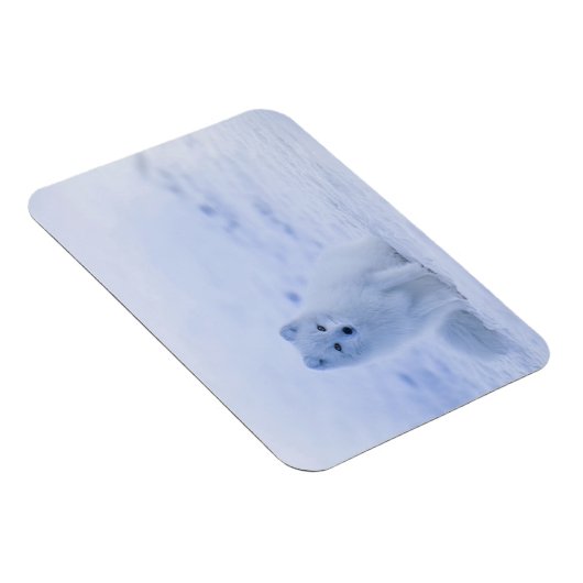 Iceland Arctic Fox マグネット (右側)