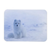 Iceland Arctic Fox マグネット (横)