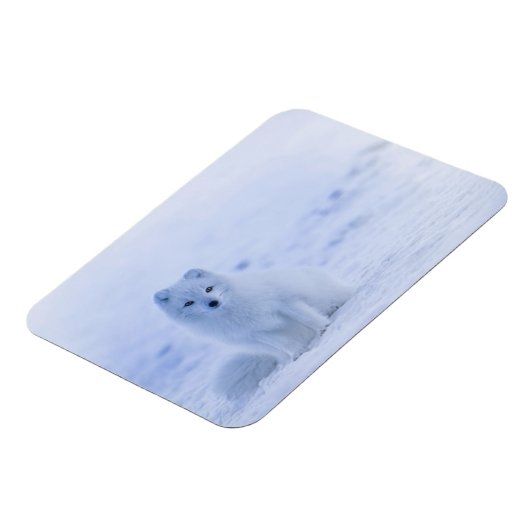 Iceland Arctic Fox マグネット (左側)