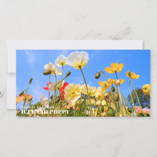 Iceland Poppy カード (正面)