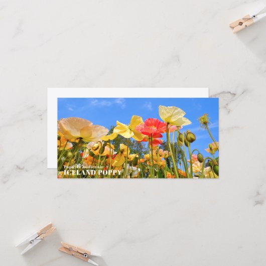 Iceland Poppy カード (正面/裏面インサイチュ)
