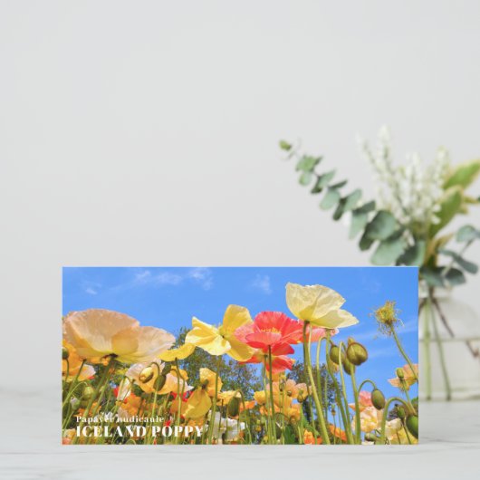 Iceland Poppy カード (スタンド正面)