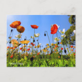 Iceland Poppy ポストカード (正面)