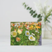 Iceland Poppy ポストカード (スタンド正面)