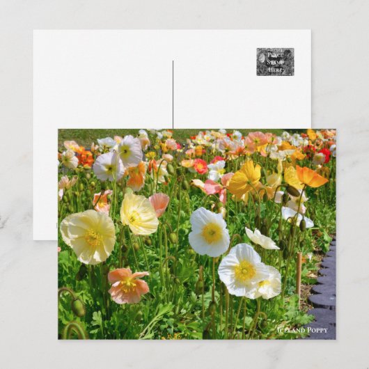 Iceland Poppy ポストカード (正面/裏面)