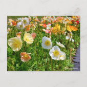 Iceland Poppy ポストカード (正面)
