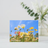 Iceland Poppy ポストカード (スタンド正面)