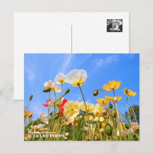 Iceland Poppy ポストカード (正面/裏面)
