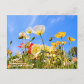 Iceland Poppy ポストカード (正面)
