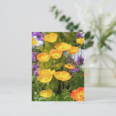 Iceland Poppy ポストカード (スタンド正面)