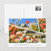 Iceland Poppy ポストカード (正面/裏面)