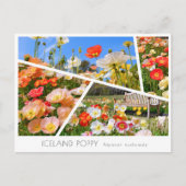 Iceland Poppy ポストカード (正面)