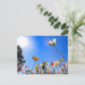 Iceland Poppy ポストカード (スタンド正面)