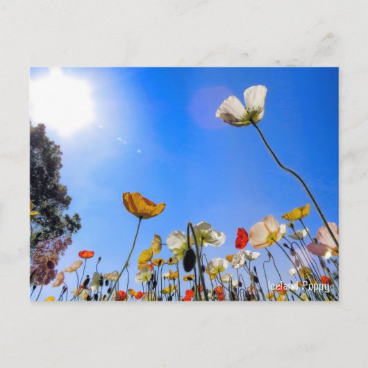 Iceland Poppy ポストカード (正面)