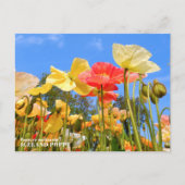 Iceland Poppy ポストカード (正面)