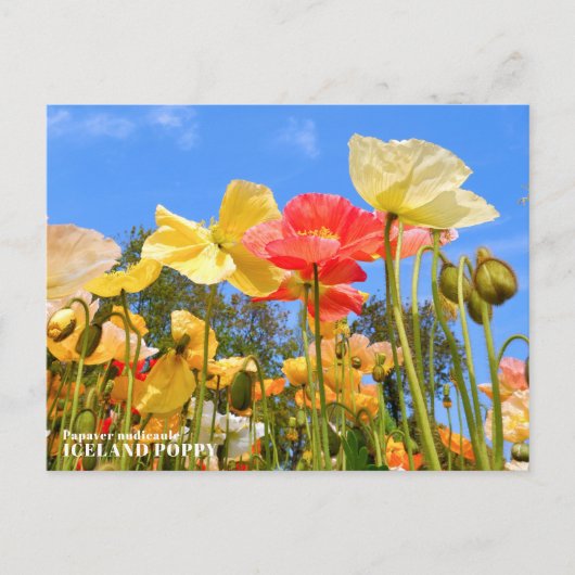 Iceland Poppy ポストカード (正面)