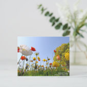 Iceland Poppy ポストカード (スタンド正面)