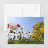 Iceland Poppy ポストカード (正面/裏面)