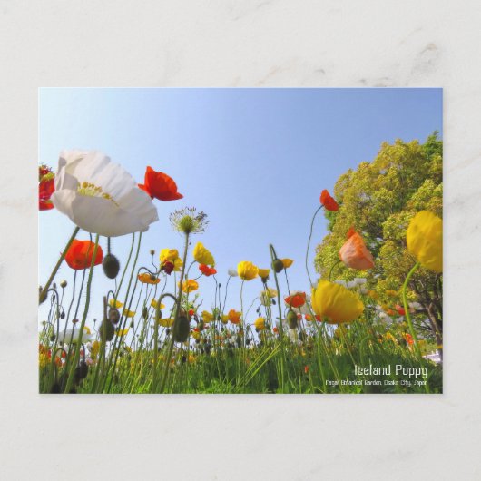 Iceland Poppy ポストカード (正面)