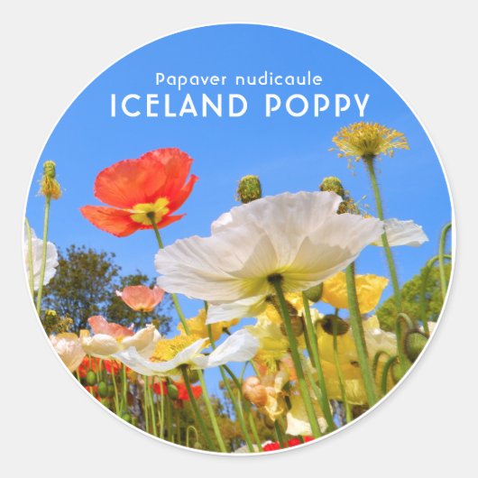 Iceland Poppy ラウンドシール (正面)