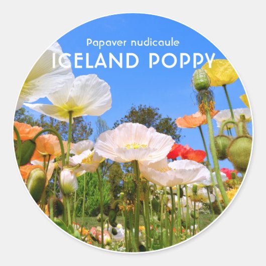 Iceland Poppy ラウンドシール (正面)
