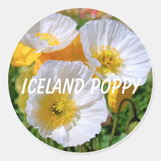 Iceland Poppy ラウンドシール (正面)