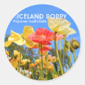 Iceland Poppy ラウンドシール (正面)