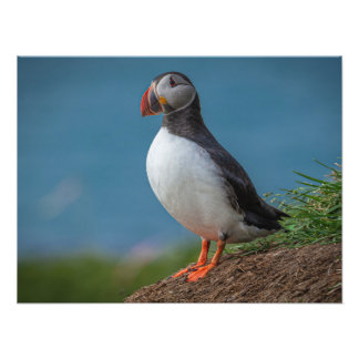 ICELAND PUFFIN PHOTO フォトプリント           