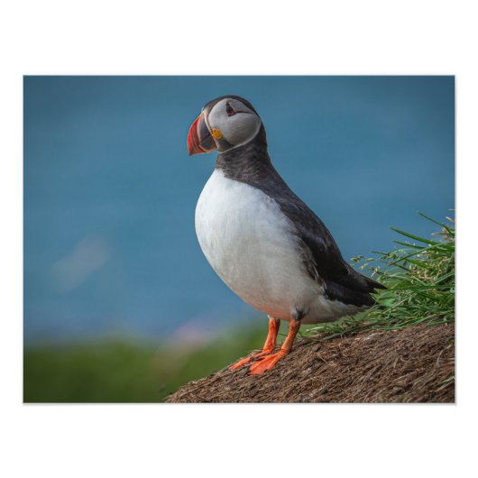 ICELAND PUFFIN PHOTO フォトプリント            (正面)