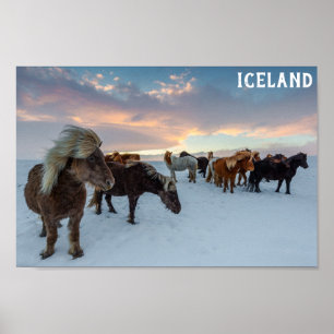 Iceland Wild Horses Travel Photo ポスター
