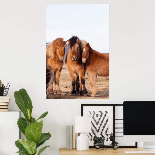 Icelandic Horse during winter ポスター (ホームオフィス)