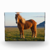 Icelandic Horse in Sunset Light フォトブロック (正面)