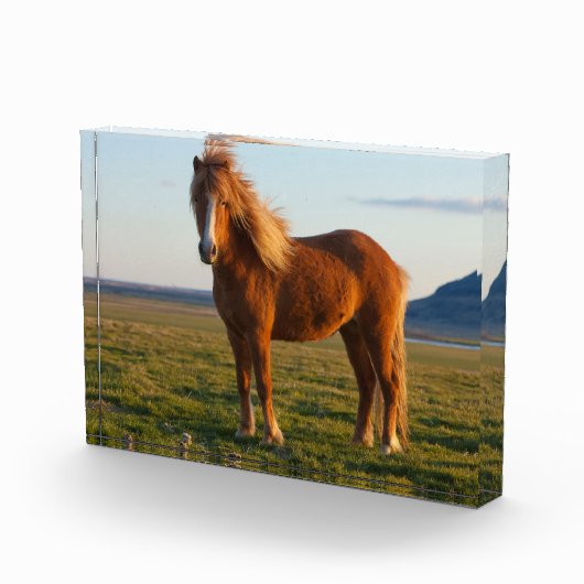 Icelandic Horse in Sunset Light フォトブロック (右)