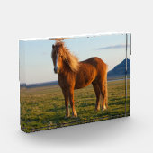 Icelandic Horse in Sunset Light フォトブロック (左)