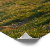 Icelandic Horse in Sunset Light ポスター (角)