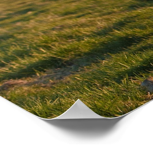 Icelandic Horse in Sunset Light ポスター (角)