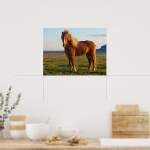 Icelandic Horse in Sunset Light ポスター (キッチン)