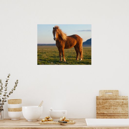 Icelandic Horse in Sunset Light ポスター (キッチン)