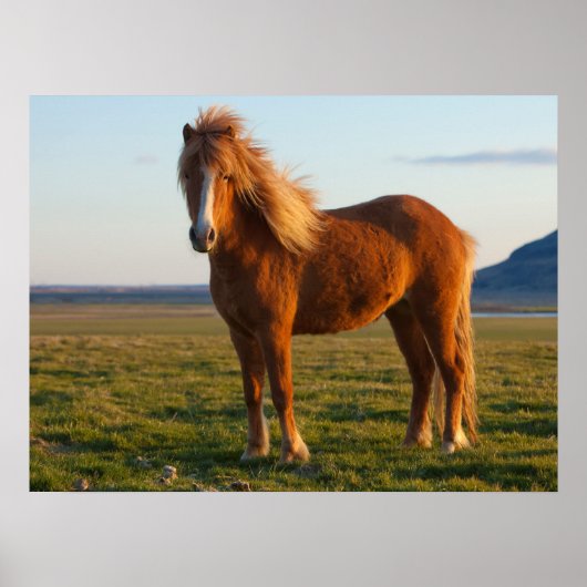 Icelandic Horse in Sunset Light ポスター (正面)