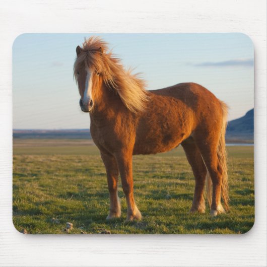 Icelandic Horse in Sunset Light マウスパッド (正面)