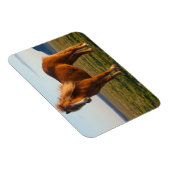 Icelandic Horse in Sunset Light マグネット (右側)