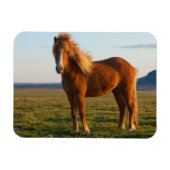Icelandic Horse in Sunset Light マグネット (横)