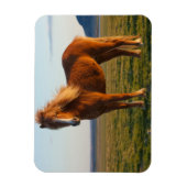 Icelandic Horse in Sunset Light マグネット (縦)