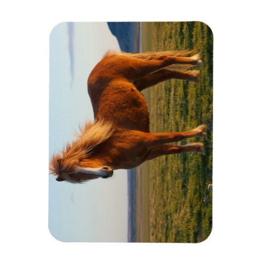 Icelandic Horse in Sunset Light マグネット (縦)